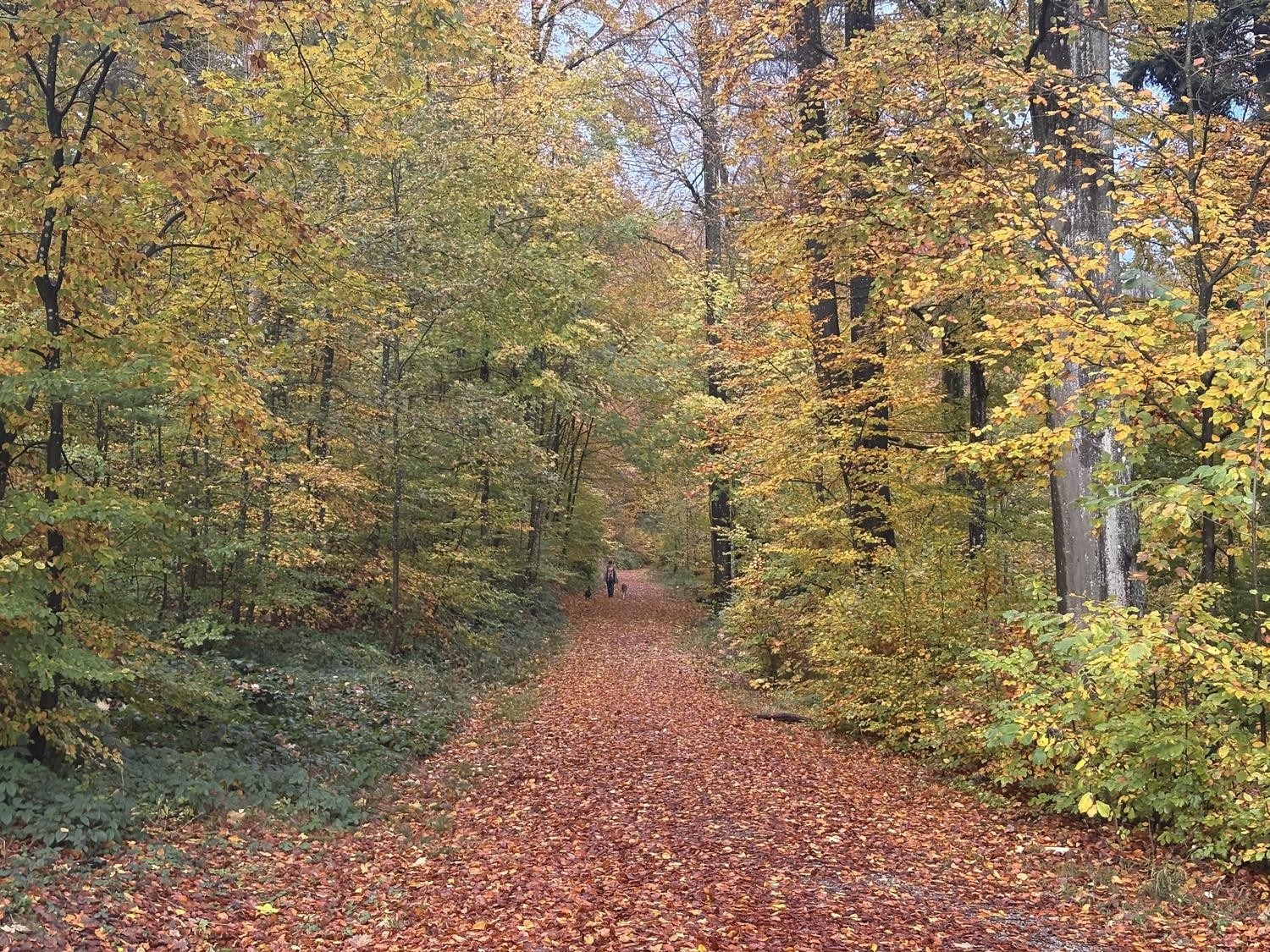 Zimmer in einer WG, Foto 10 von 10