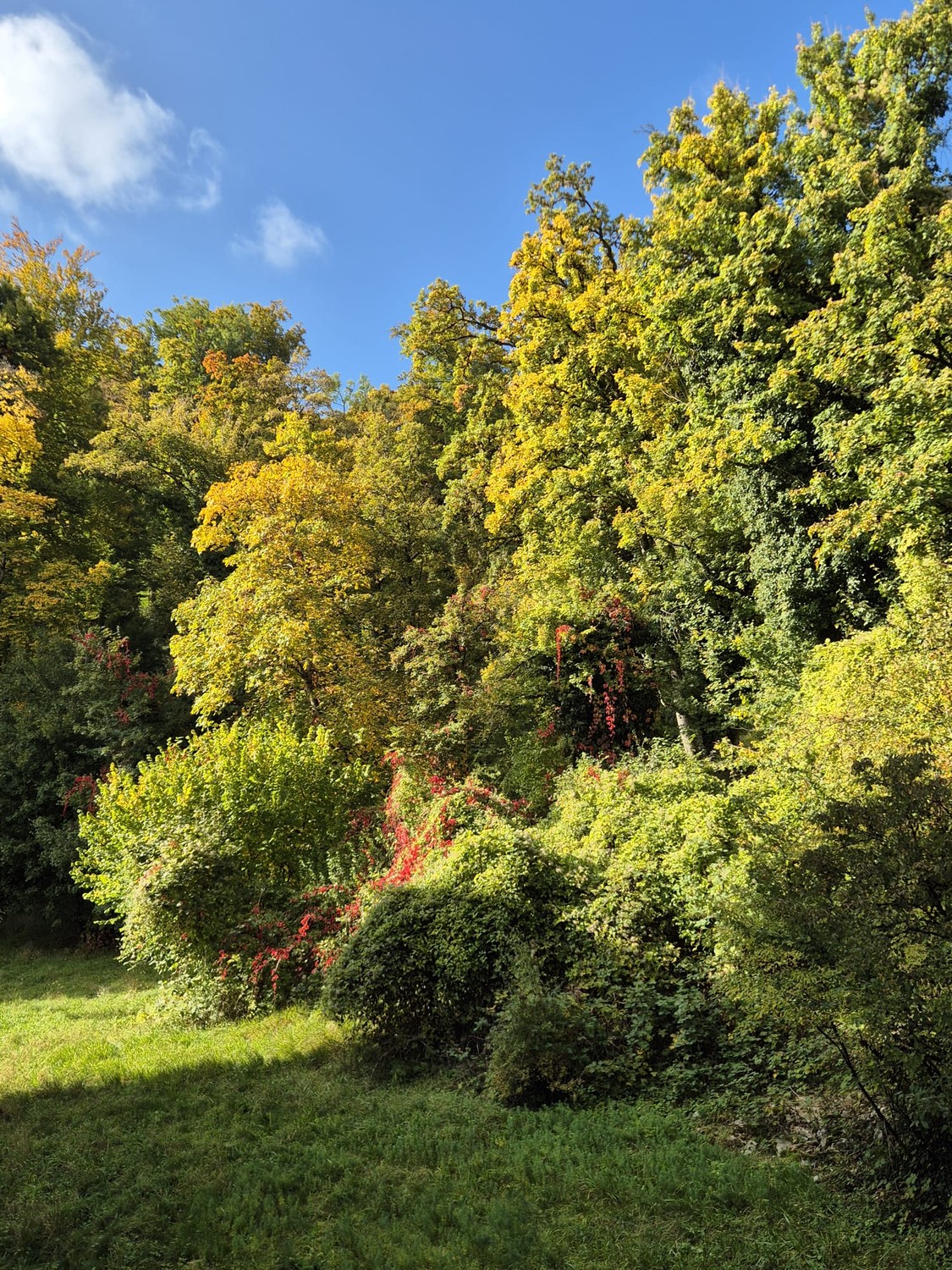 Zimmer in einer WG