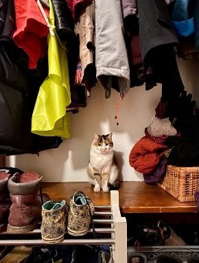 Room in a shared flat