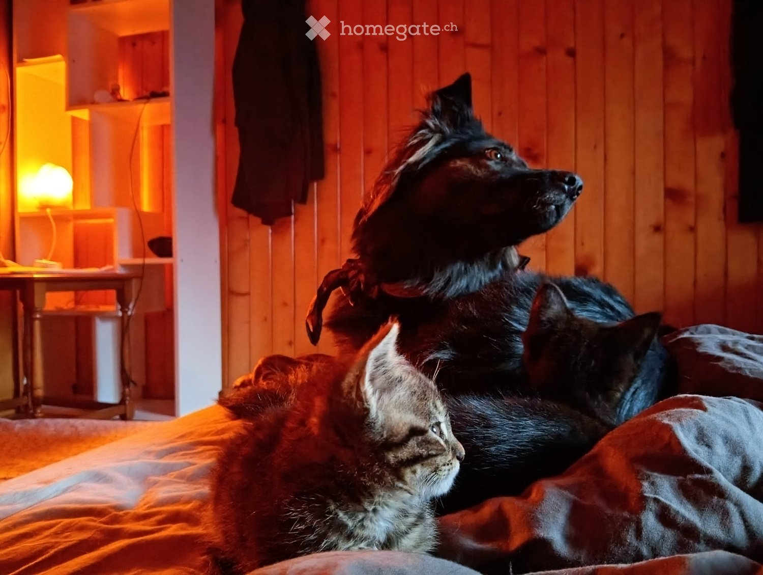 3 ½ Zimmer Wohnung