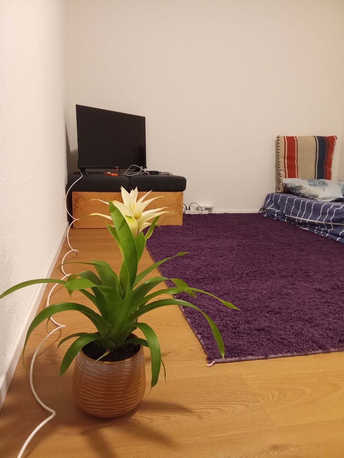 2 ½ rooms furnished flat